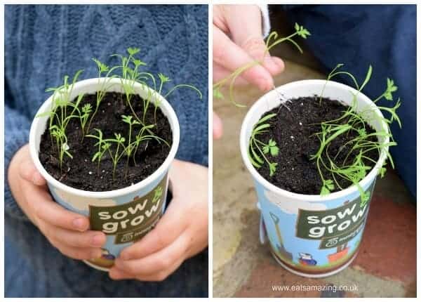 Sow and Grow project - our baby carrot plants - progress report