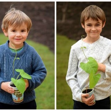 Sow and Grow project - our runner bean plants