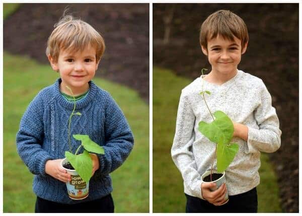Sow and Grow project - our runner bean plants