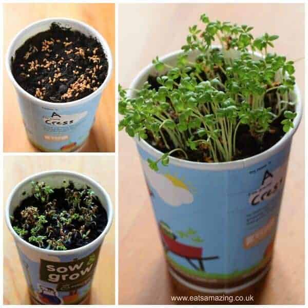 Sow and grow project - growing cress with kids - fun and easy gardening project for kids to grow your own food