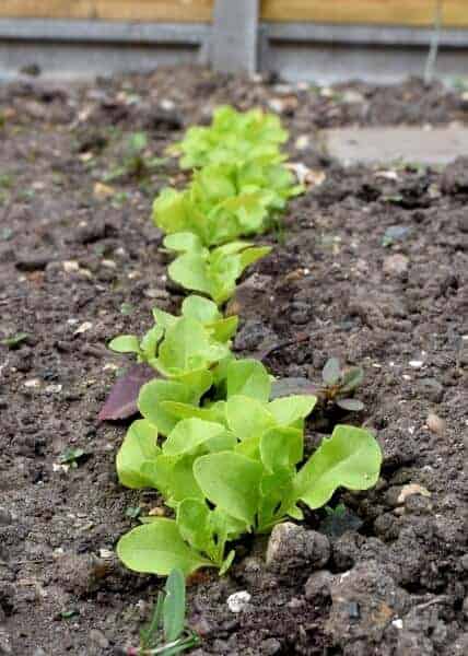 Growing food with kids - lettuce