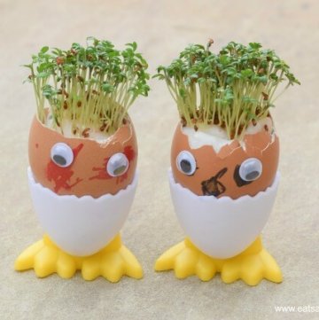 How to grow cress in egg shells with egg head funny faces googly eyes and cress hair - fun gardening activity for kids from Eats Amazing