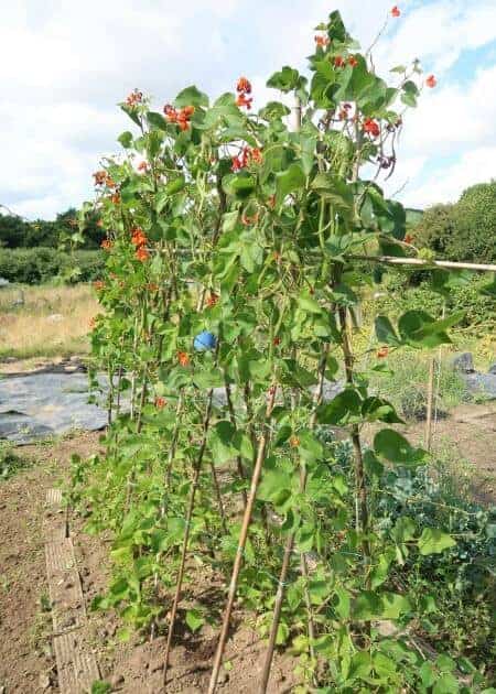 The benefits of growing food with kids and how gardening on an family allotment can help encourage healthy eating - home grown runner beans