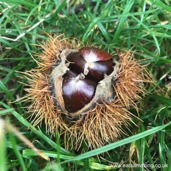 British Sweet Chestnut - how to tell the difference between conkers and chestnuts - Eats Amazing UK